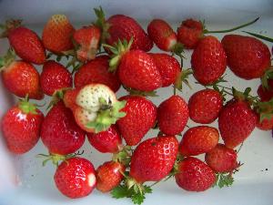 Récolte des fraises du potager